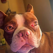 Tugboat joined the competition — help win amazing prizes! dog, brown, white, close_up, indoor, pet, canine, face, ears, eyes, nose, whiskers, fur, portrait, looking, lighting, sunlight, blurred_background, animal, domestic