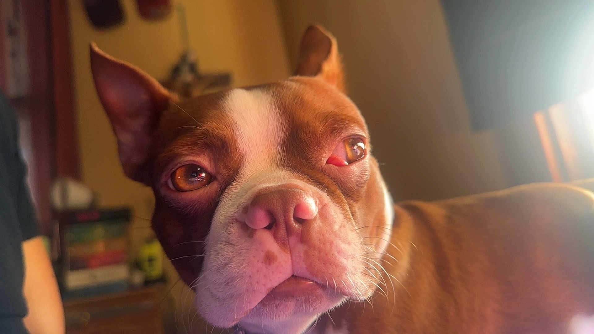 Tugboat joined the competition — help win amazing prizes! dog, brown, white, close_up, indoor, pet, canine, face, ears, eyes, nose, whiskers, fur, portrait, looking, lighting, sunlight, blurred_background, animal, domestic