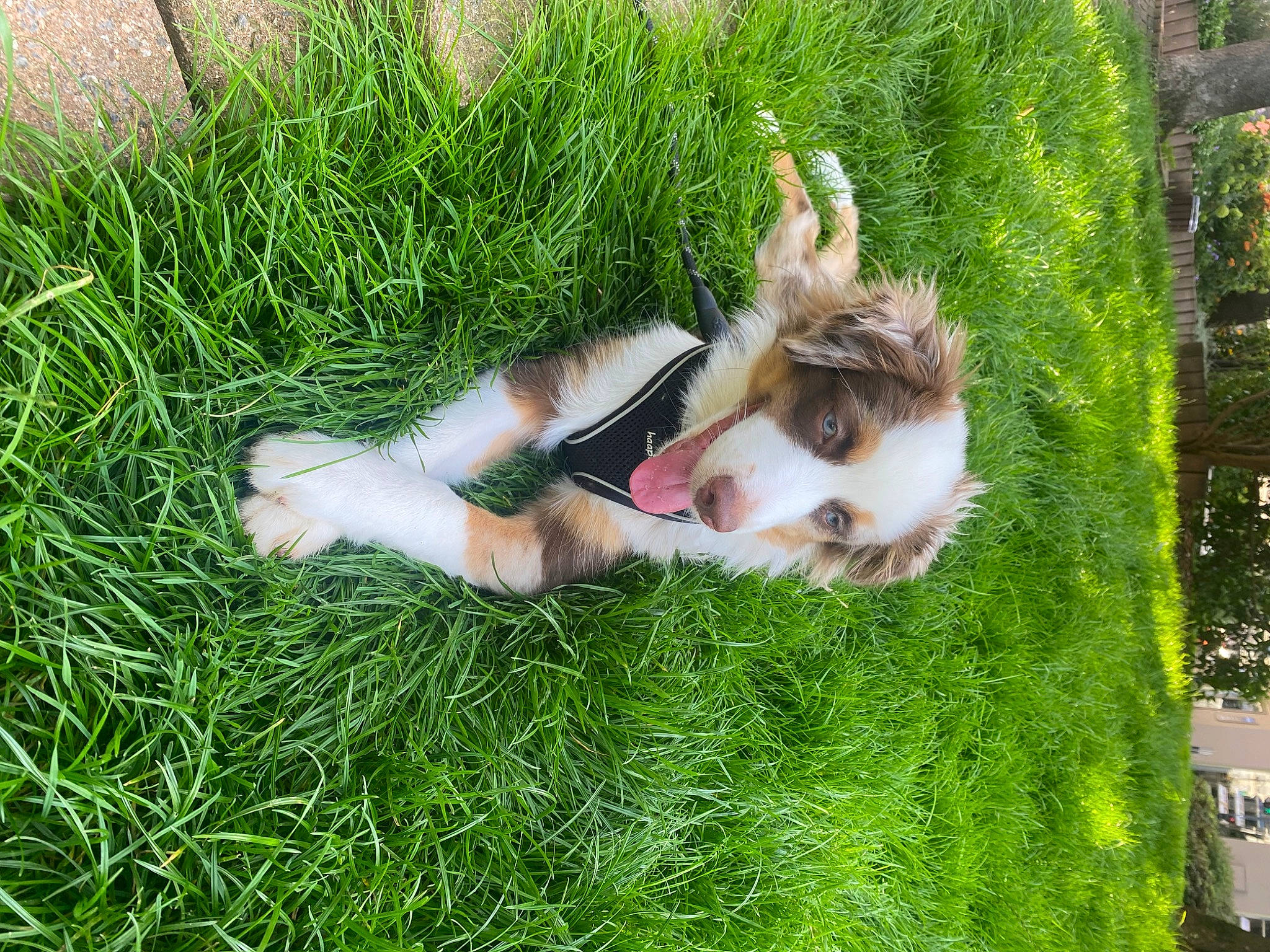 Nala a rejoint le concours — aidez-le/la à gagner de superbes lots ! canidae, carnivore, companion_dog, dog, dog_breed, fawn, felidae, foot, fun, fur, grass, human_leg, lawn, leisure, people_in_nature, plant, recreation, sporting_group, tail, tree