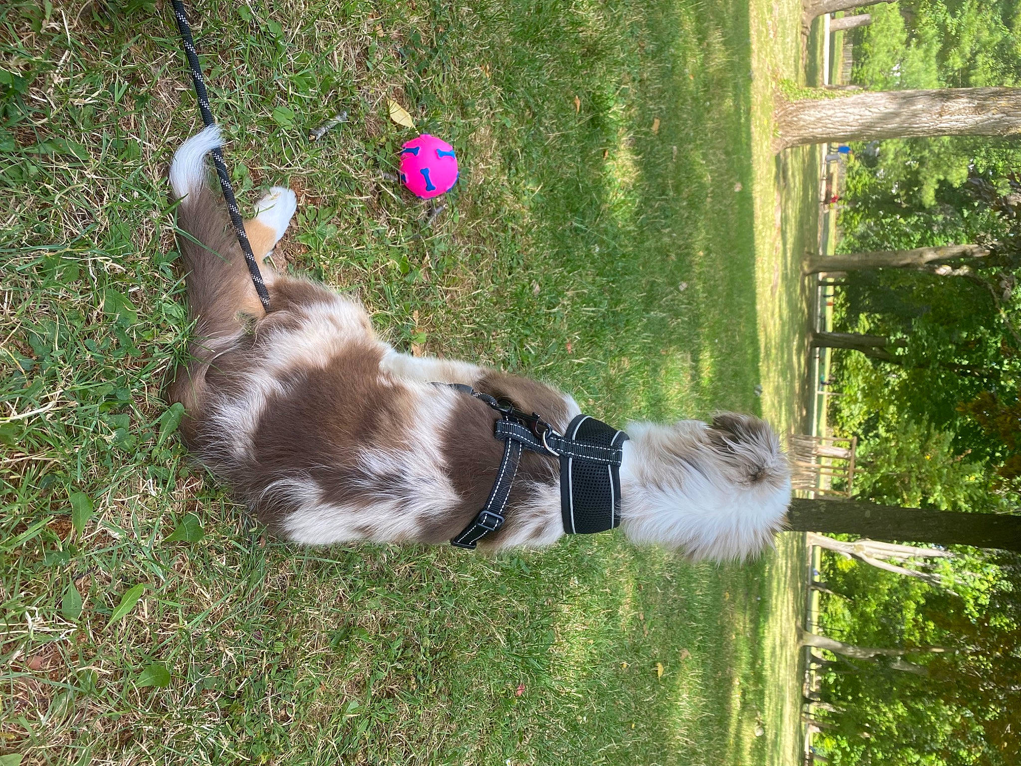 Nala a rejoint le concours — aidez-le/la à gagner de superbes lots ! canidae, carnivore, cat, collar, companion_dog, dog, dog_breed, fawn, felidae, fur, grass, plant, small_to_medium_sized_cats, sporting_group, tail, terrestrial_animal, tree, whiskers, wildlife, wood