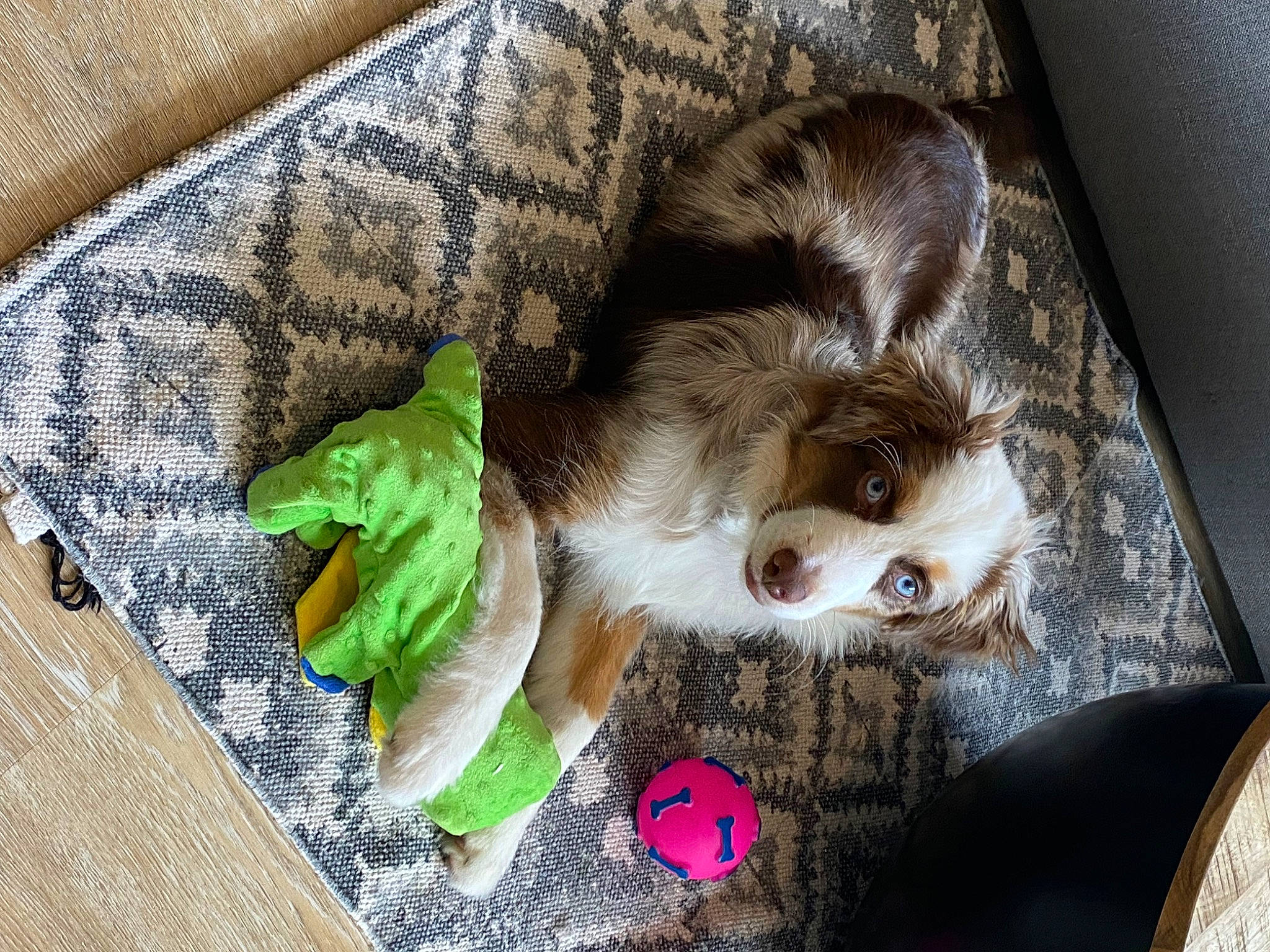 Nala a rejoint le concours — aidez-le/la à gagner de superbes lots ! canidae, carnivore, cavalier_king_charles_spaniel, companion_dog, dog, dog_breed, dog_supply, fawn, felidae, fur, linens, paw, pet_supply, small_to_medium_sized_cats, sporting_group, stuffed_toy, toy, toy_dog, whiskers, working_animal