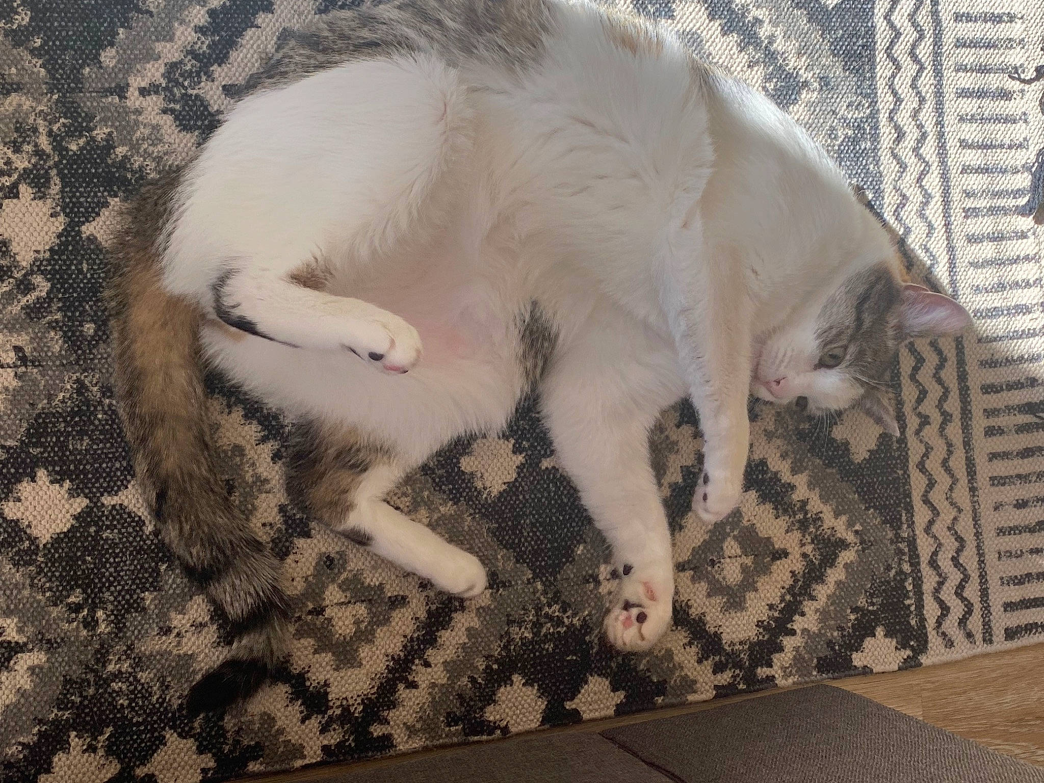 Gratouille a rejoint le concours — aidez-le/la à gagner de superbes lots ! art, canidae, carnivore, cat, claw, dog_breed, fawn, felidae, flooring, fur, nap, pattern, paw, small_to_medium_sized_cats, snout, sporting_group, tail, terrestrial_animal, visual_arts, whiskers