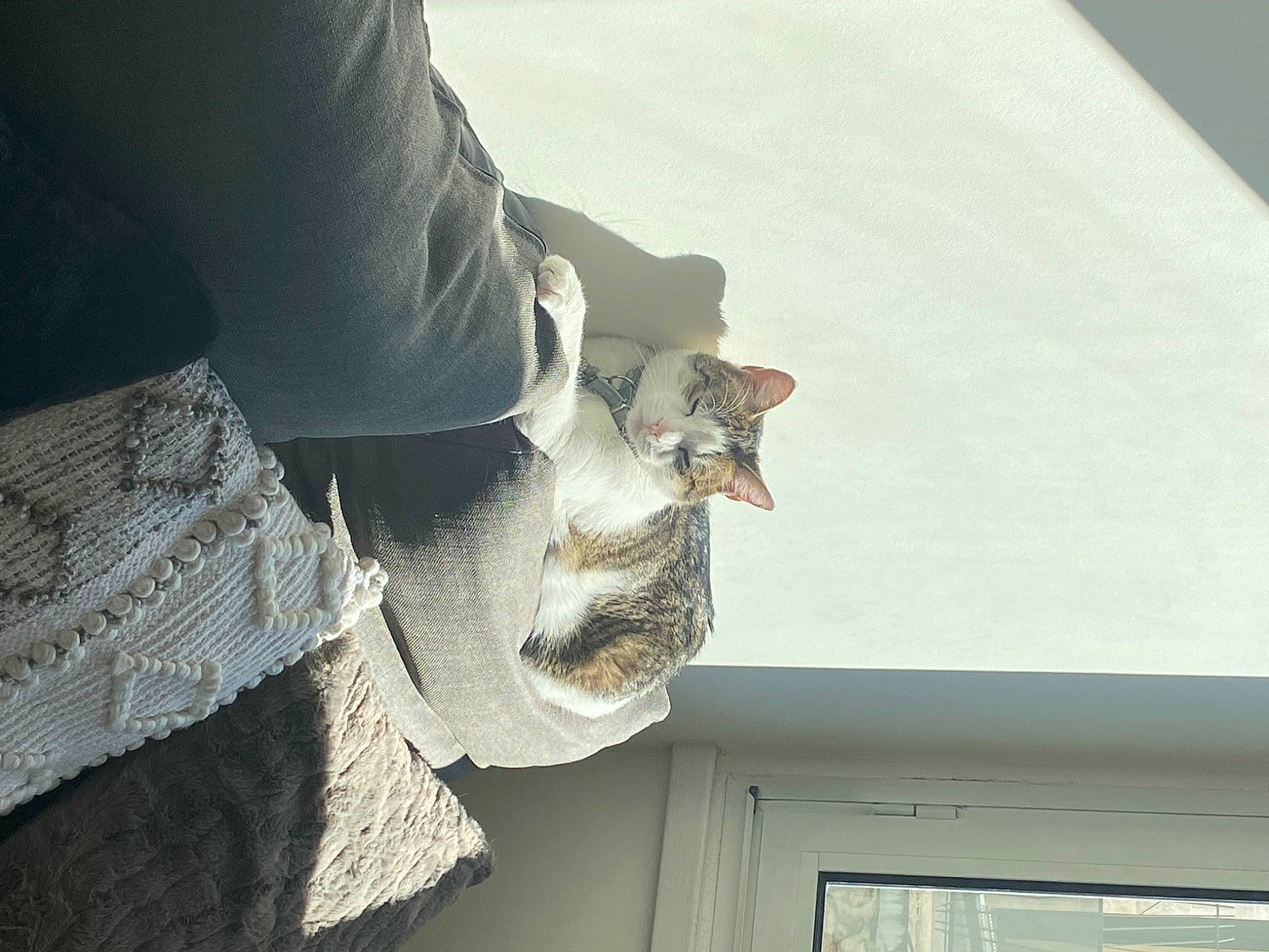 Gratouille participe au concours pour gagner de l'argent avec cette photo : art, beard, building, eyewear, facade, facial_hair, fur, glasses, house, moustache, sculpture, sky, sleeve, sunglasses, vision_care, visual_arts, window, winter, wood