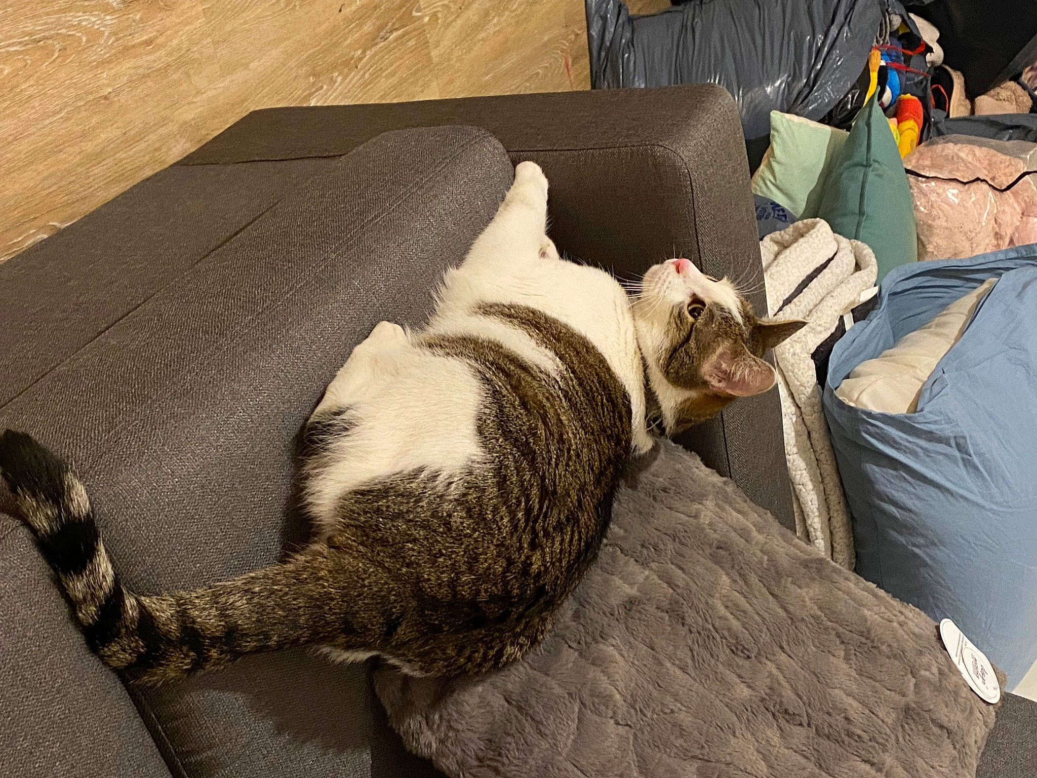 Gratouille a rejoint le concours — aidez-le/la à gagner de superbes lots ! carnivore, cat, chair, comfort, companion_dog, couch, domestic_short_haired_cat, felidae, flooring, fur, grey, hardwood, linens, room, small_to_medium_sized_cats, tail, terrestrial_animal, textile, whiskers, wood