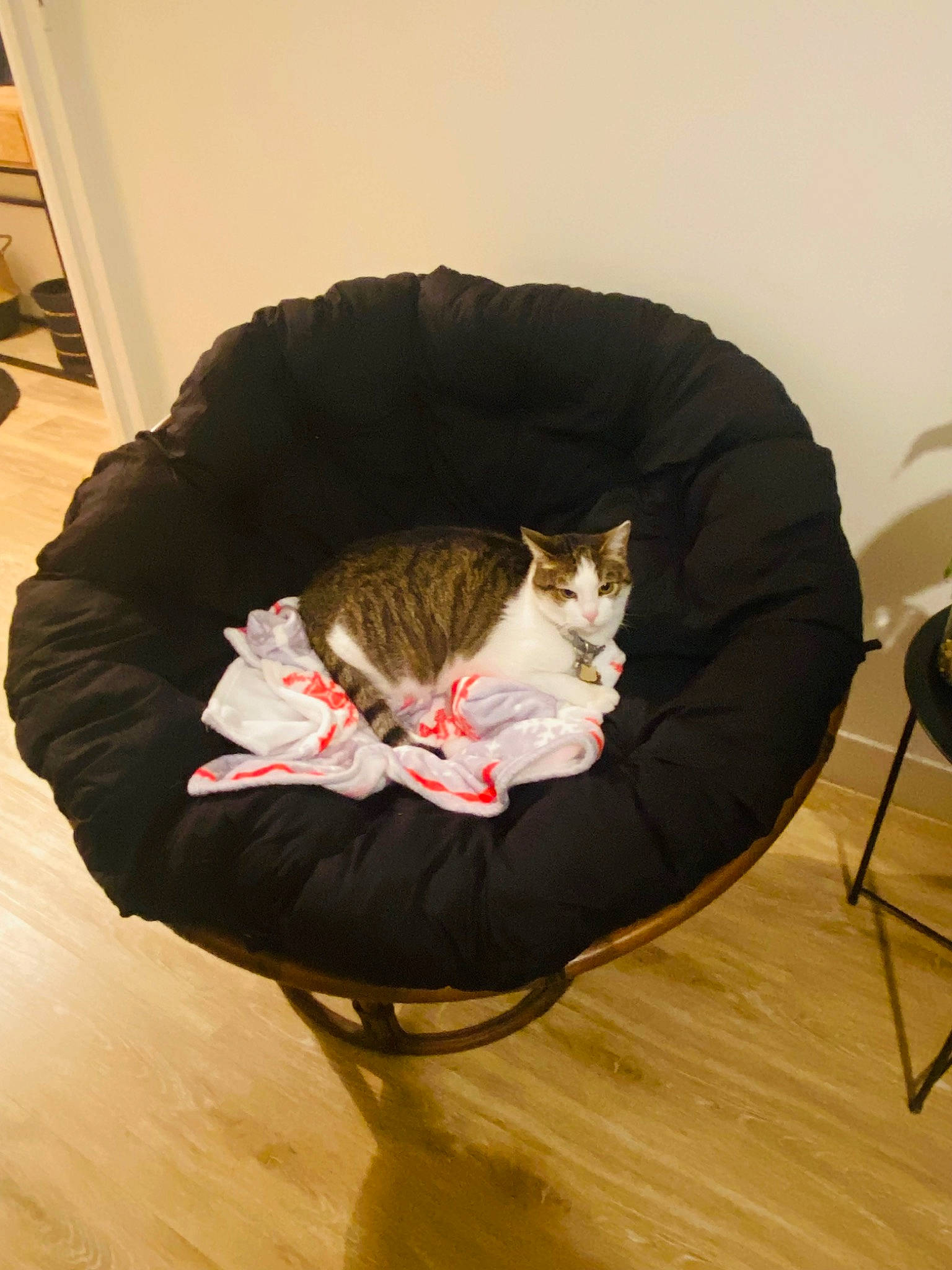 Gratouille a rejoint le concours — aidez-le/la à gagner de superbes lots ! bag, carnivore, cat, chair, comfort, domestic_short_haired_cat, felidae, floor, flooring, fur, hardwood, laminate_flooring, lap, sitting, small_to_medium_sized_cats, tail, varnish, whiskers, wood, wood_flooring