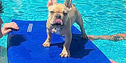 Chapo is registered to the contest to win money with this photo: animal, blue, cute, dog, floating_board, french_bulldog, fun, hands, outdoor, people, pet, playful, pool, puppy, recreation, summer, sunlight, swimming_pool, tongue_out, water