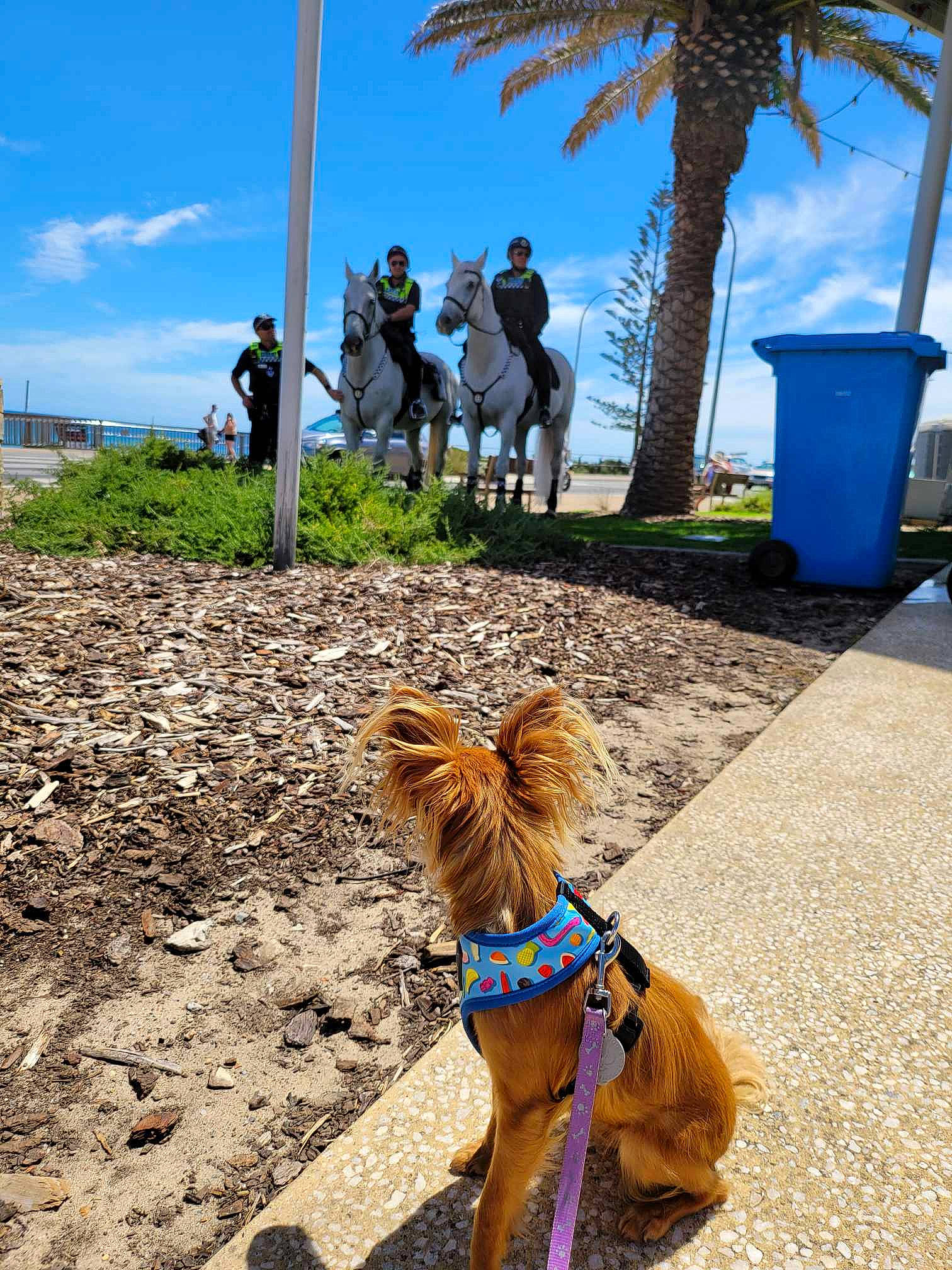 Rusty joined the competition — help win amazing prizes! arecales, blue, carnivore, cloud, collar, companion_dog, dog, dog_breed, dog_clothes, dog_supply, fawn, fun, leisure, mammal, palm_tree, pet_supply, plant, sky, tree, working_animal