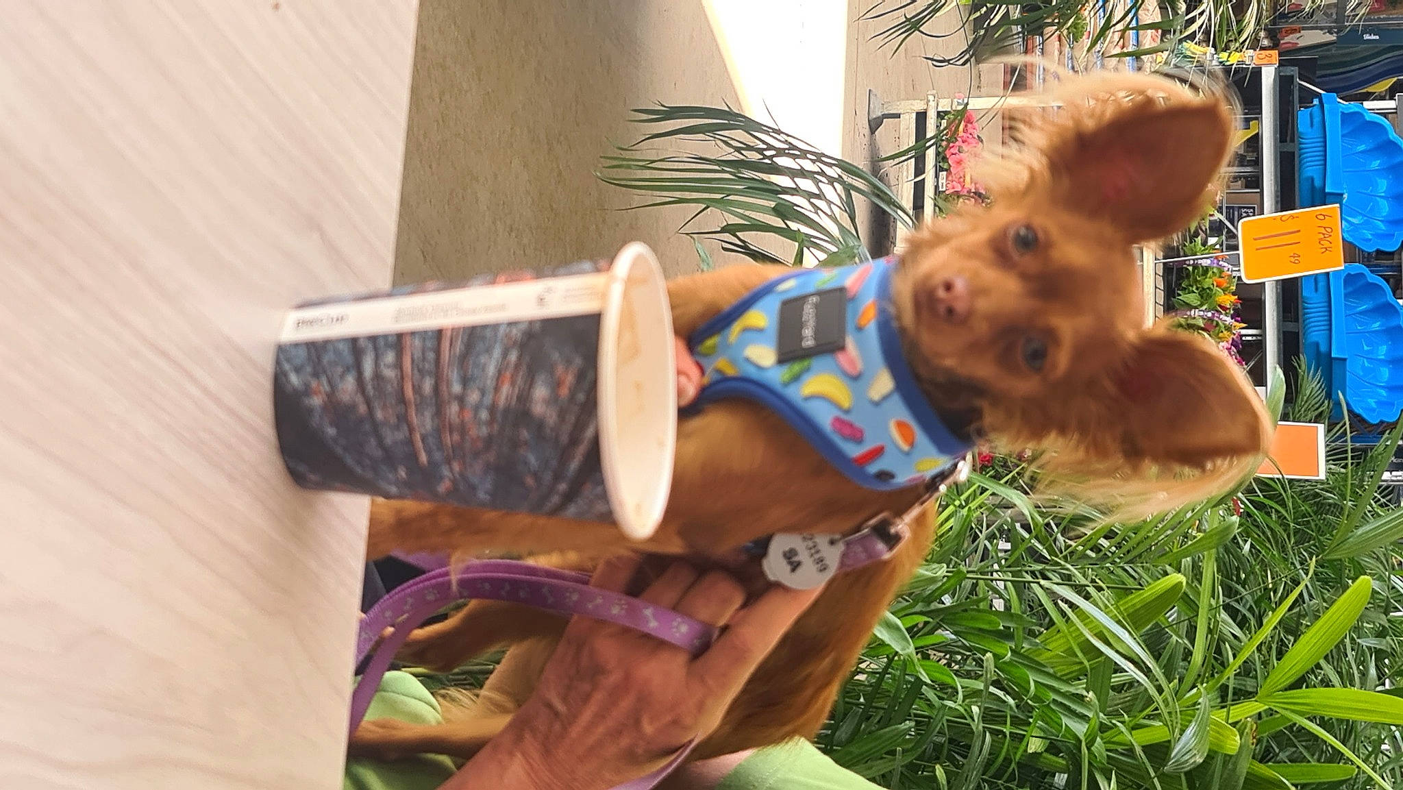 Rusty joined the competition — help win amazing prizes! child, companion_dog, dog, dog_breed, fawn, flowerpot, fun, fur, garden, grass, happy, holiday, houseplant, leisure, plant, toy, toy_dog, tree, wood