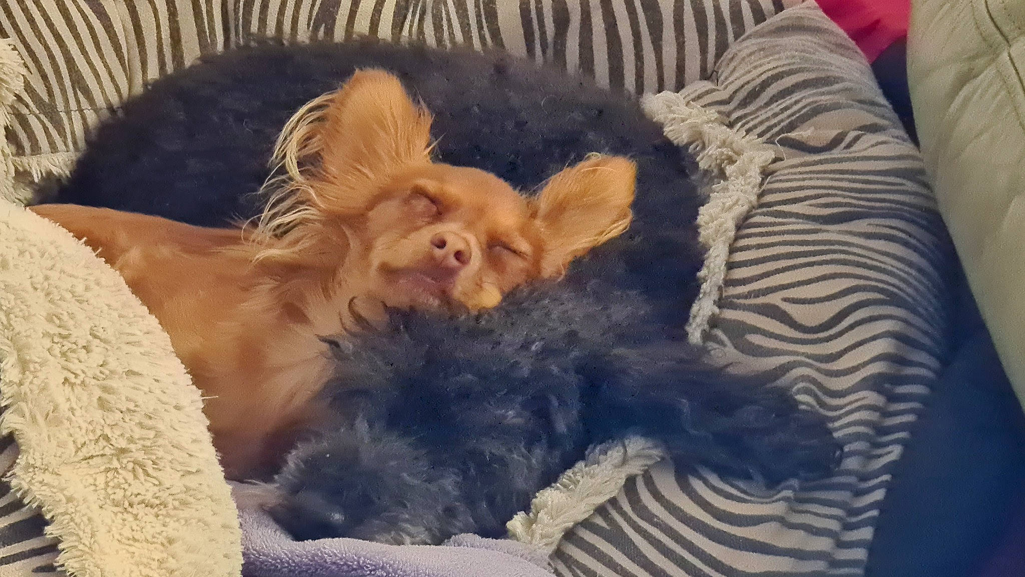 Rusty is registered to the contest to win money with this photo: canidae, carnivore, comfort, companion_dog, couch, dog, dog_breed, fawn, felidae, fur, liver, paw, snout, sporting_group, tail, terrier, toy, toy_dog, whiskers, working_animal