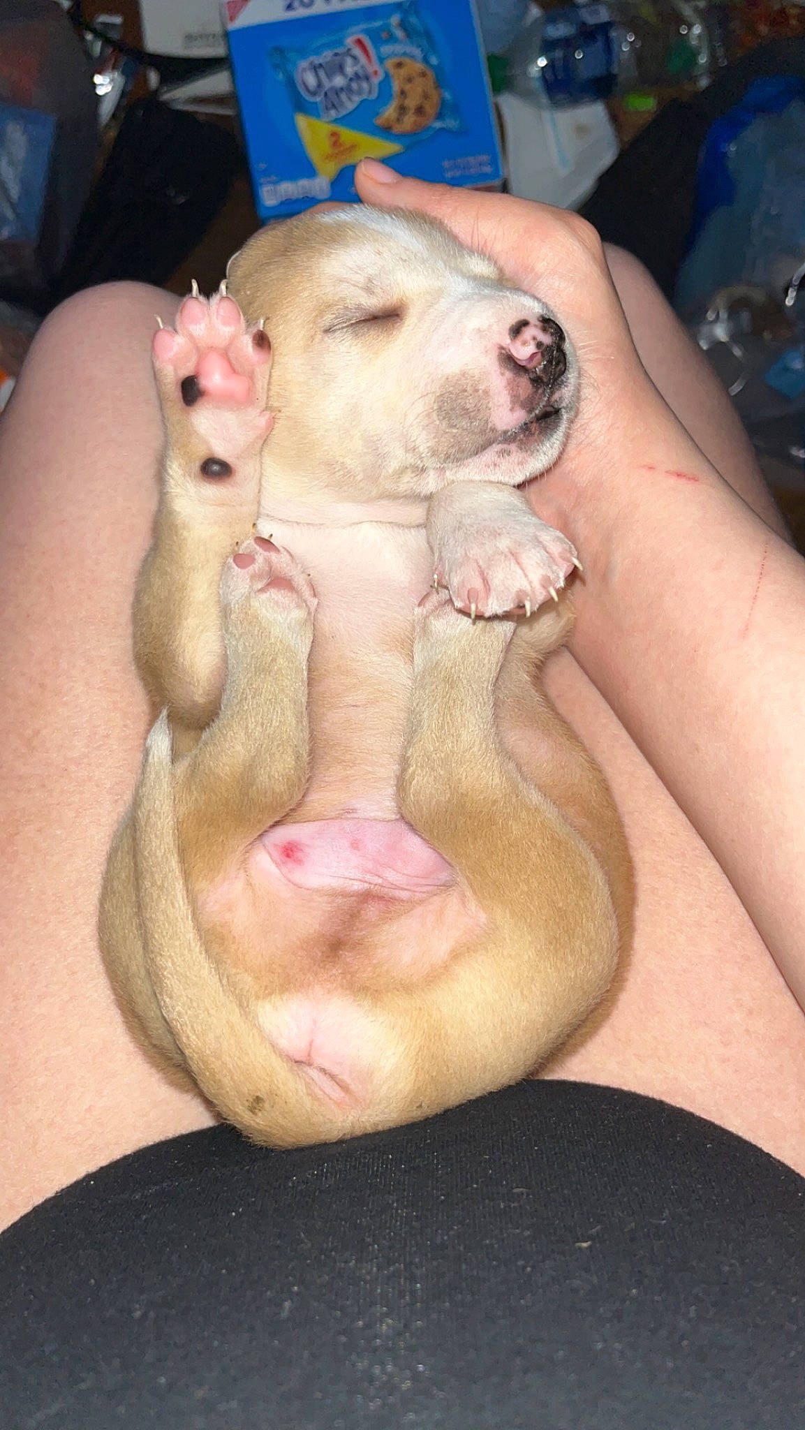 Rocky is registered to the contest to win money with this photo: canidae, carnivore, companion_dog, dog_breed, domestic_pig, fawn, flesh, foot, fur, jaw, livestock, nail, paw, snout, sporting_group, suidae, tail, terrestrial_animal, working_animal, wrinkle