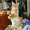 cat, orange_tabby, pet, feline, animal, portrait, sitting, upright, raised_paw, paw, whiskers, green_eyes, striped_fur, fluffy, indoor, home, leather_chair, blanket, cozy, funny