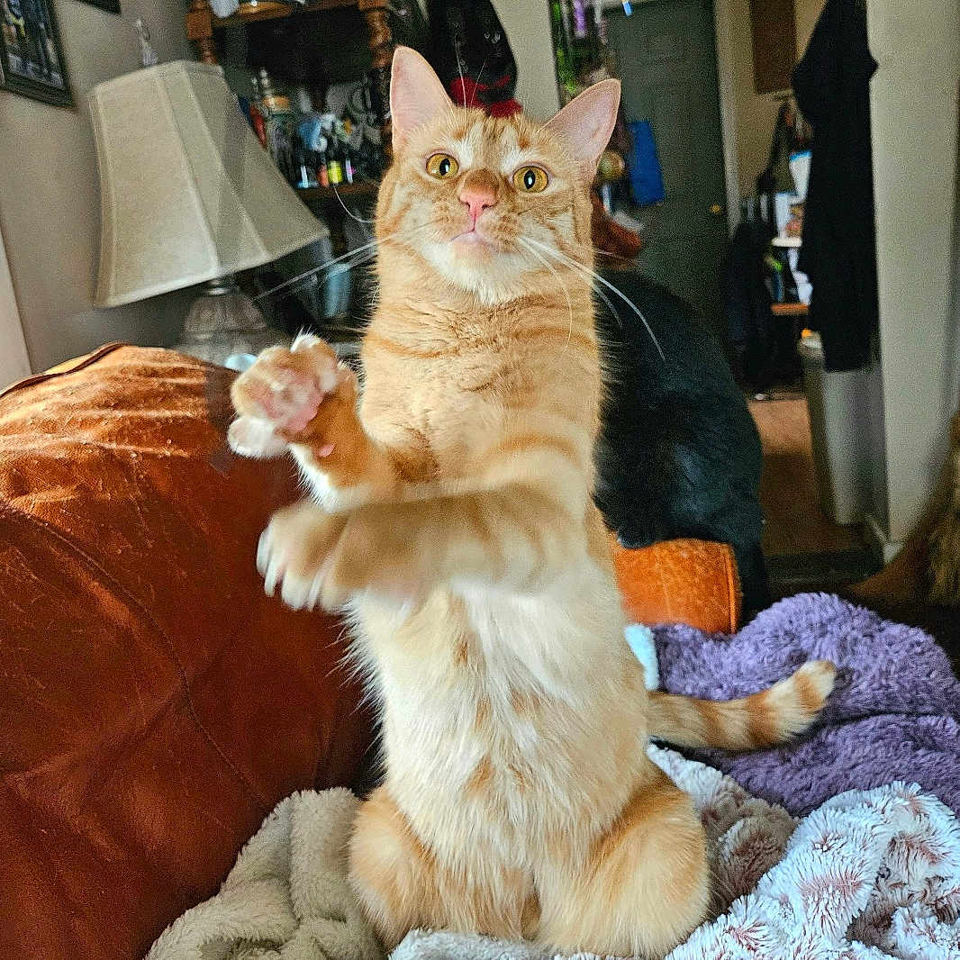 Freyja