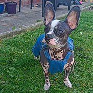 Agnes is registered to the contest to win money with this photo: dog, canine, denim, jumpsuit, grass, outdoor, pet, ears, spotted, black_and_white, animal, muzzle, paws, greenery, garden, cute, standing, fashion, summer, portrait