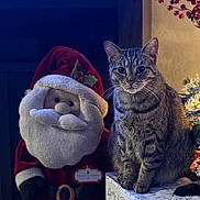 Molly joined the competition — help win amazing prizes! cat, tabby_cat, plush_santa, holiday, christmas, gift_box, decorations, festive, indoor, animal, cute, feline, ornaments, seasonal, celebration, sitting, portrait, soft_toys, christmas_tree, holiday_decor