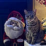 cat, tabby_cat, plush_santa, holiday, christmas, gift_box, decorations, festive, indoor, animal, cute, feline, ornaments, seasonal, celebration, sitting, portrait, soft_toys, christmas_tree, holiday_decor