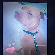 Rosko participe au concours pour gagner de l'argent avec cette photo : dog, pet, collar, leash, floor, sitting, closeup, projection, blurry, indoor, light_streak, pink_heart, text_overlay, age_text, canine, animal, fur, ears, snout, portrait