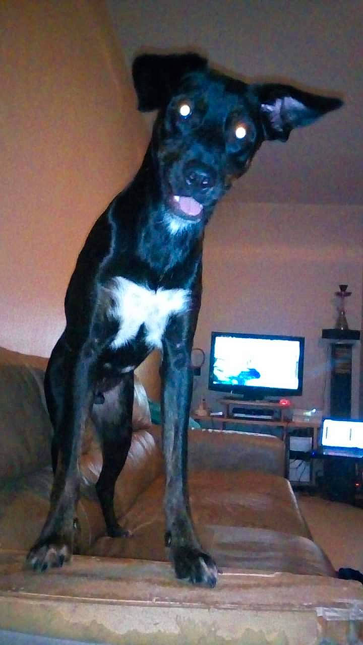 Leto participe au concours pour gagner de l'argent avec cette photo : borador, canidae, carnivore, collar, comfort, companion_dog, dog, dog_breed, dog_collar, dog_supply, fawn, fur, guard_dog, snout, sporting_group, tail, television, toy_dog, whiskers, working_animal