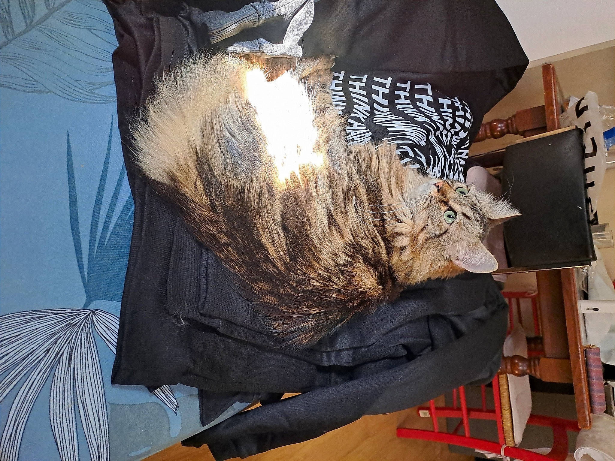 Réglisse a rejoint le concours — aidez-le/la à gagner de superbes lots ! bag, beard, canidae, carnivore, cat, comfort, domestic_short_haired_cat, facial_hair, fawn, felidae, fur, lap, linens, nap, small_to_medium_sized_cats, snout, sporting_group, tail, whiskers, wood