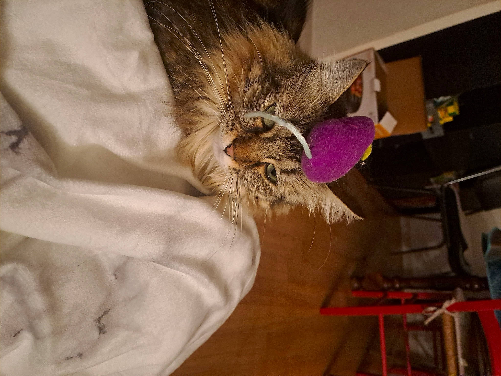 Réglisse participe au concours pour gagner de l'argent avec cette photo : bed, canidae, carnivore, cat, claw, comfort, companion_dog, domestic_short_haired_cat, fawn, felidae, flooring, fur, hardwood, linens, nap, paw, small_to_medium_sized_cats, tail, whiskers, wood