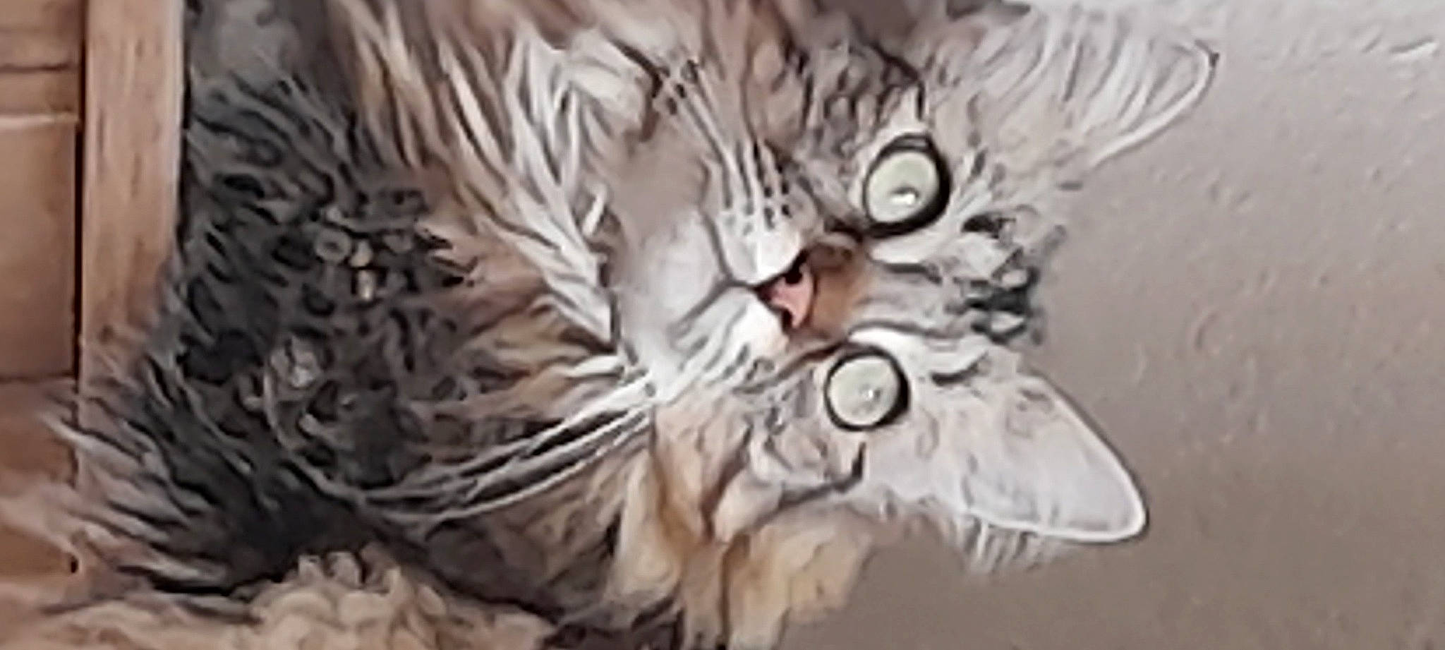 Réglisse participe au concours pour gagner de l'argent avec cette photo : art, beak, circle, event, fashion_accessory, feather, felidae, fur, graphics, illustration, monochrome, monochrome_photography, natural_material, pattern, sleeve, tail, terrestrial_animal, whiskers, wildlife, wing