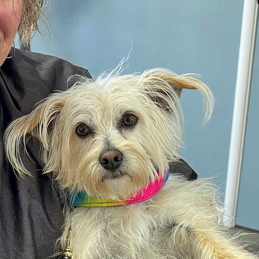 Remi joined the competition — help win amazing prizes! animal, brown_eyes, collar, companionship, cute, dog, face, fluffy, friendly, fur, hand, holding, indoor, love, person, pet, portrait, rainbow_collar, wall, white_dog
