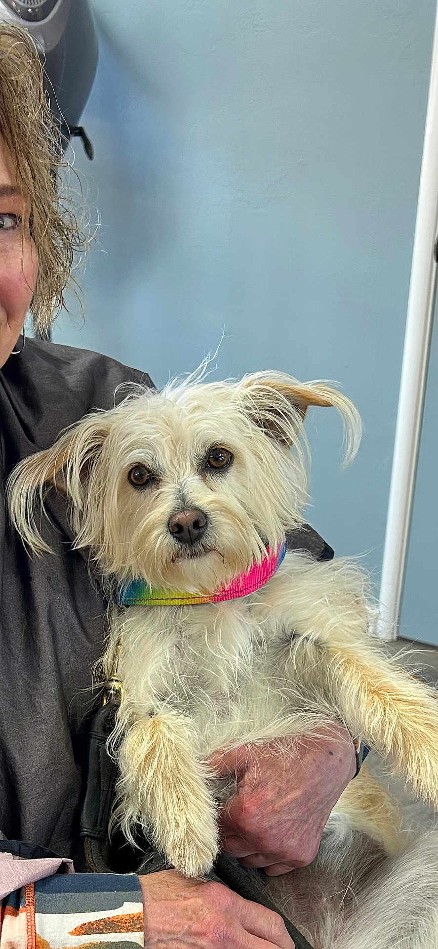 Remi joined the competition — help win amazing prizes! dog, pet, white_dog, fluffy, collar, rainbow_collar, person, hand, indoor, wall, cute, animal, fur, portrait, companionship, love, holding, face, brown_eyes, friendly