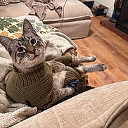 Tumnus is registered to the contest to win money with this photo: animal, blanket, cat, cozy, cute, ears, floor, fur, furniture, home, indoor, knitted_clothing, living_room, pet, pillow, relaxed, sweater, tabby_cat, whiskers, wooden_floor