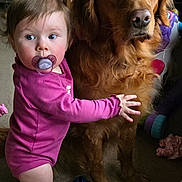 Luna is registered to the contest to win money with this photo: baby, infant, toddler, pacifier, dog, golden_retriever, pet, child, living_room, toy, plush, carpet, clothing, onesie, hug, companionship, portrait, gaze, furniture, chair