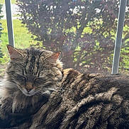 Bienna is registered to the contest to win money with this photo: cat, closeup, cozy, feline, fluffy, greenery, home, indoor, nature, peaceful, pet, quiet, relaxing, resting, sleeping, striped, sunlight, tabby, window, windowsill