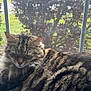 cat, closeup, cozy, feline, fluffy, greenery, home, indoor, nature, peaceful, pet, quiet, relaxing, resting, sleeping, striped, sunlight, tabby, window, windowsill