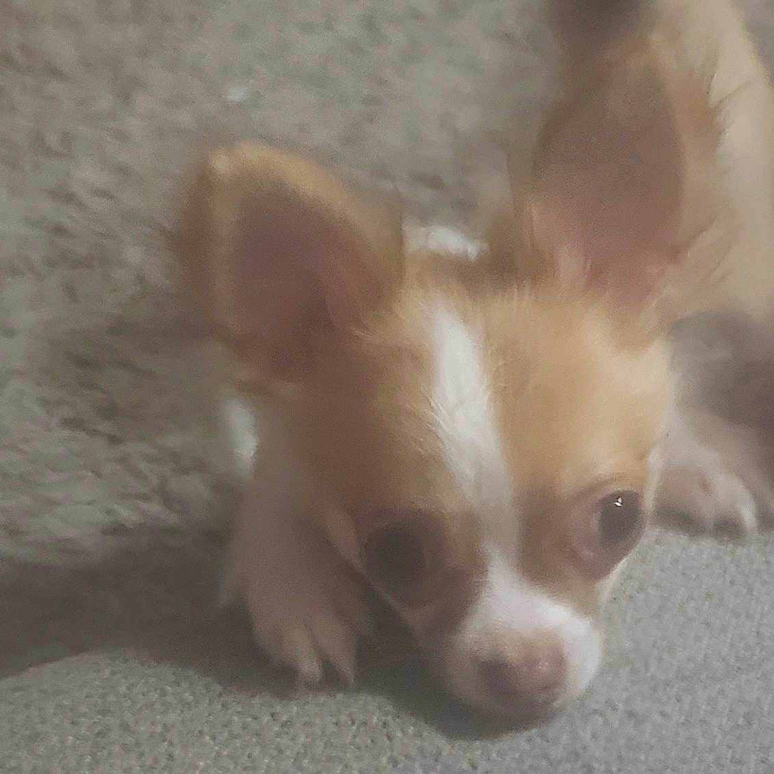 Gizmo joined the competition — help win amazing prizes! animal, canine, chihuahua, cockerspaniel, dog, eskimodog, hound, papillon, pet, puppy, snout, whitedog