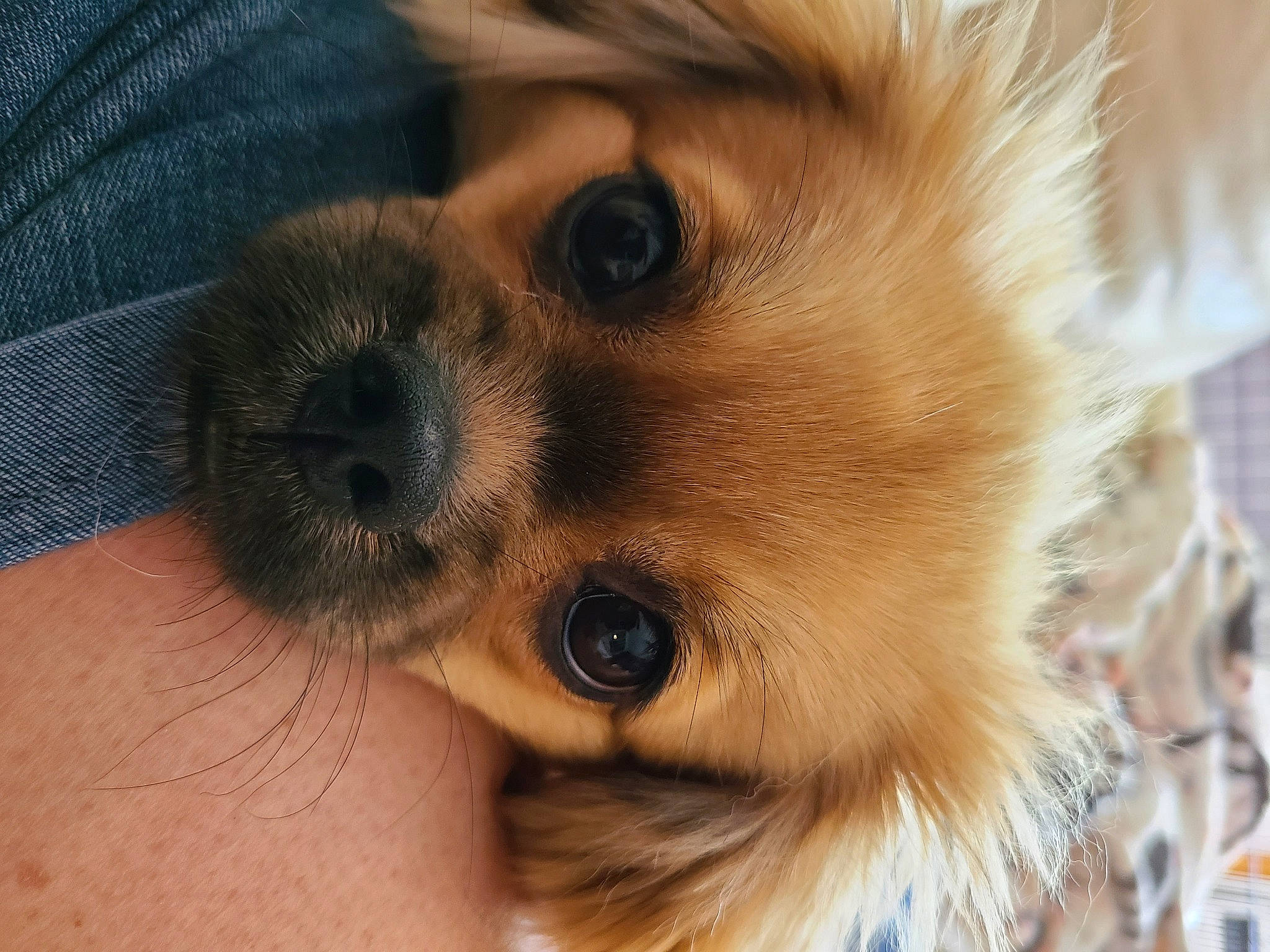 Ember joined the competition — help win amazing prizes! canidae, carnivore, chihuahua, close_up, companion_dog, dog, dog_breed, ear, eye, eyelash, fawn, fur, hair, head, nose, snout, sporting_group, terrestrial_animal, toy_dog, whiskers