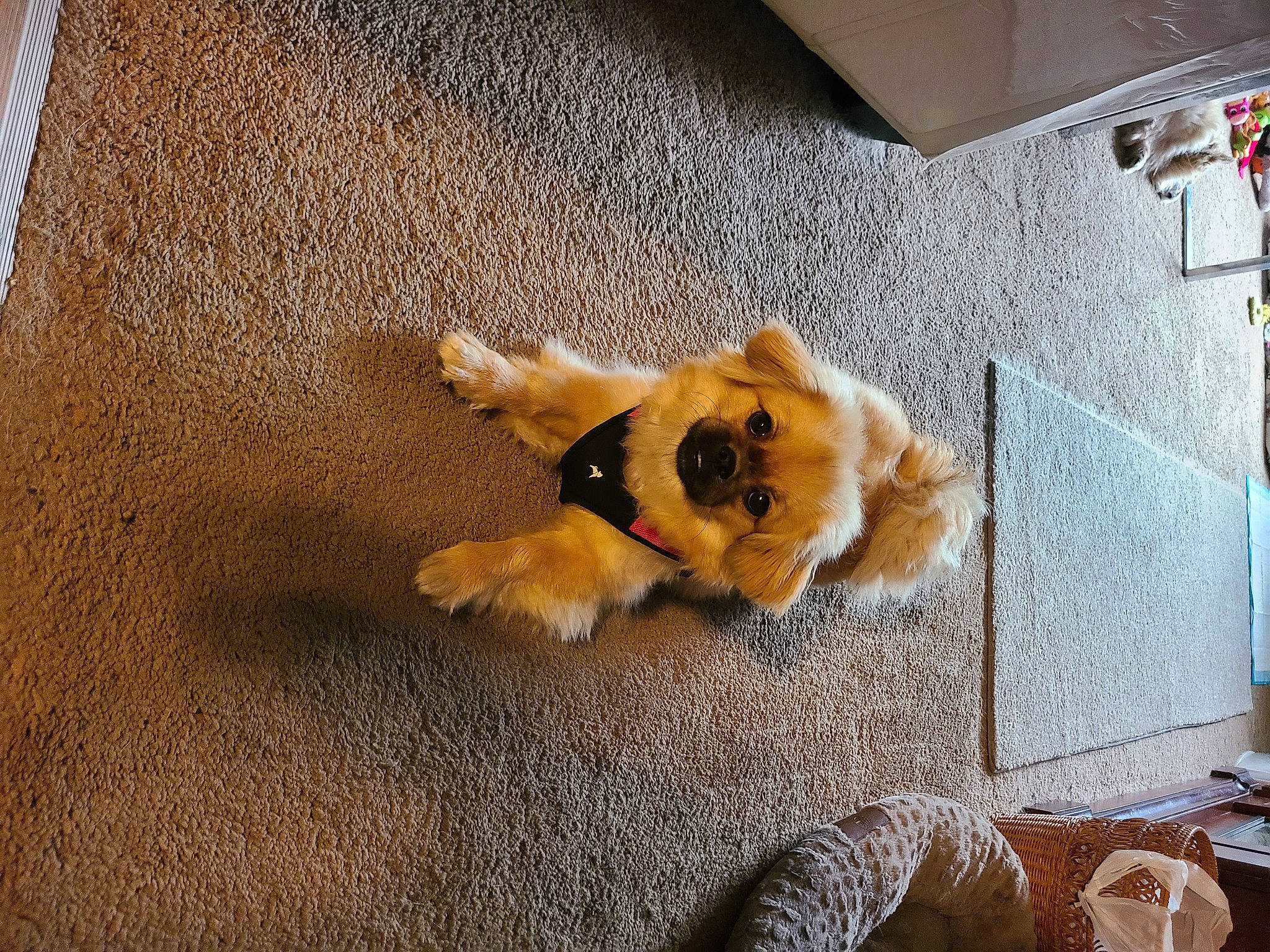 Ember is registered to the contest to win money with this photo: brown, carnivore, comfort, companion_dog, dog, dog_breed, dog_supply, fawn, floor, flooring, fur, mammal, paw, snout, spitz, tail, toy_dog, whiskers, wood, working_animal