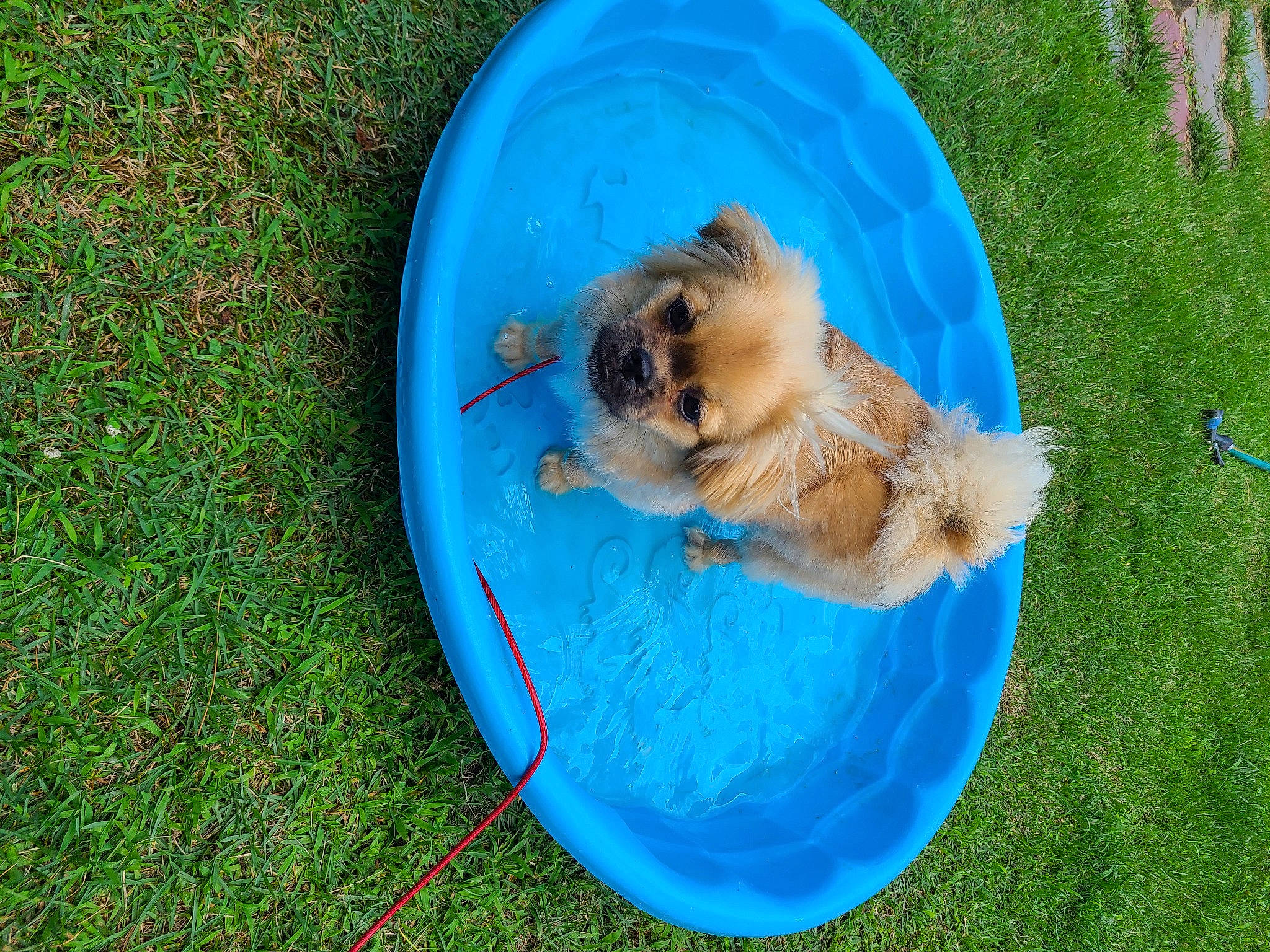 Ember is registered to the contest to win money with this photo: bathing, carnivore, companion_dog, dog, dog_agility, dog_breed, dog_sports, dog_supply, electric_blue, fawn, grass, lawn, leisure, perching_bird, recreation, songbird, spitz, sporting_group, tail, toy_dog