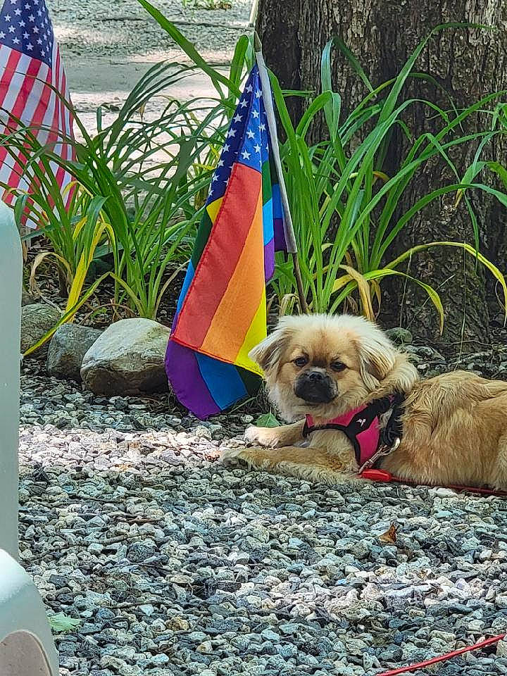 Ember joined the competition — help win amazing prizes! carnivore, collar, companion_dog, dog, dog_breed, dog_clothes, dog_collar, dog_supply, fashion_accessory, fawn, flag, grass, leash, leisure, pet_supply, plant, shade, sporting_group, toy_dog, working_animal