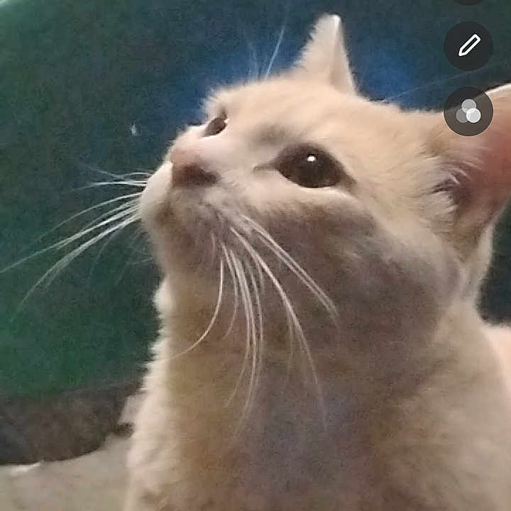 Simba is registered to the contest to win money with this photo: animal, cat, close_up, curious, cute, domestic_cat, face, feline, fur, green_chair, indoor, looking_up, mammal, pet, portrait, relaxed, seated, side_view, soft_light, whiskers