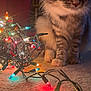 cat, kitten, tabby, fur, carpet, christmas_lights, colorful, indoor, curious, pets, animal, cozy, festive, glowing, decorations, whiskers, closeup, cute, playful, household