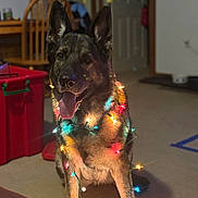 Luna is registered to the contest to win money with this photo: dog, german_shepherd, christmas_lights, indoor, pet, canine, animal, festive, tongue_out, sitting, decorations, colorful_lights, holiday, cheerful, domestic_animal, fur, ears_up, muzzle, household, carpet