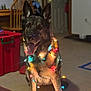 dog, german_shepherd, christmas_lights, indoor, pet, canine, animal, festive, tongue_out, sitting, decorations, colorful_lights, holiday, cheerful, domestic_animal, fur, ears_up, muzzle, household, carpet