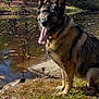 animal, autumn, canine, daylight, dog, fall, german_shepherd, grass, leaf, nature, outdoor, park, pet, pond, reflection, sitting, sunlight, tongue_out, trees, water