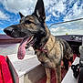 animal, boat, canine, clouds, collar, daytime, dog, fur, german_shepherd, happy, leisure, nose, outdoor, paw, pet, red_cushion, sky, sunny, tongue_out, watercraft
