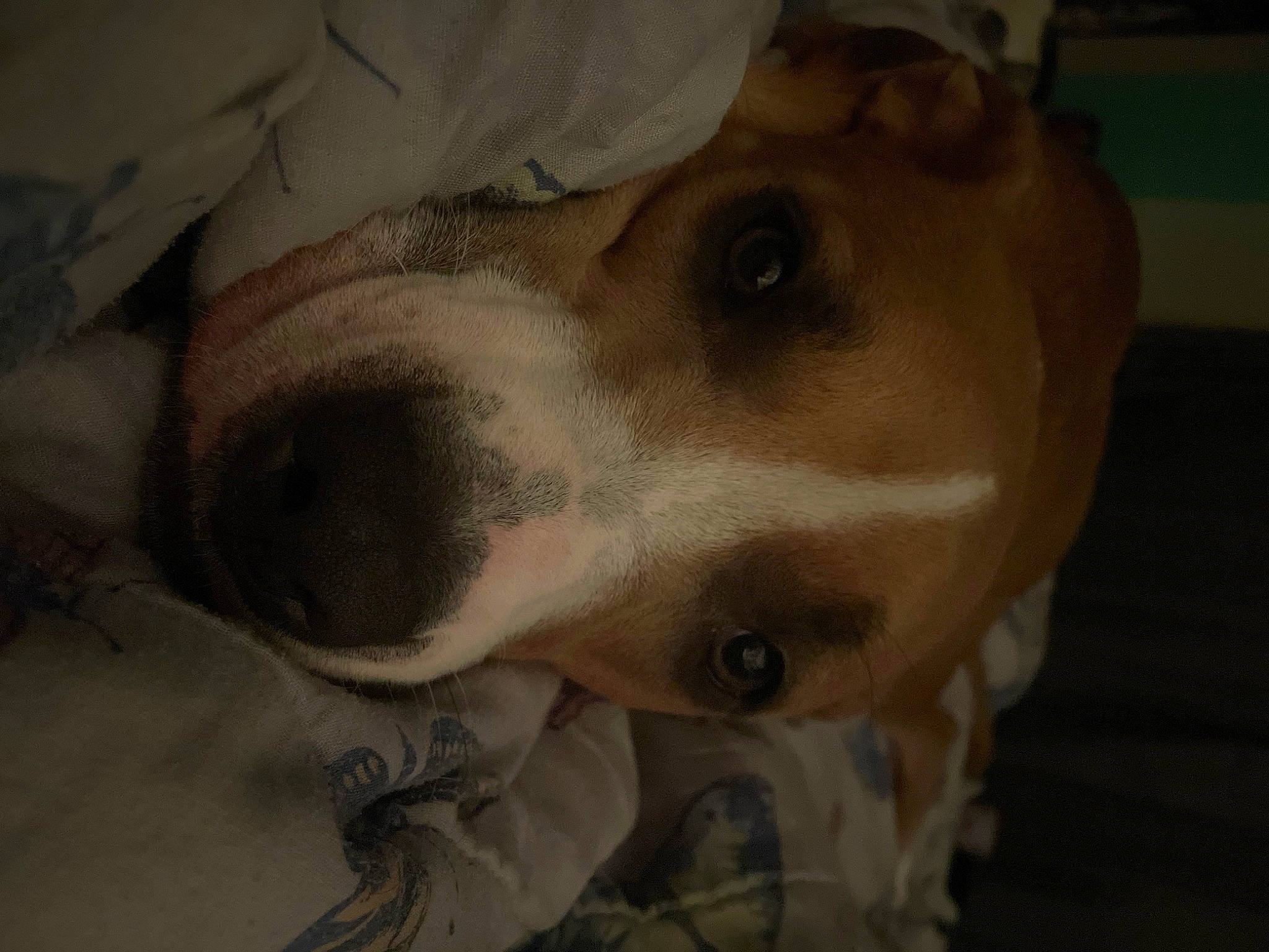 Khloe is registered to the contest to win money with this photo: canidae, carnivore, comfort, companion_dog, dog, dog_breed, ear, fawn, fur, jaw, no_expression, non_sporting_group, selfie, snout, sporting_group, whiskers, working_animal