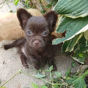 Brutis is registered to the contest to win money with this photo: adorable, animal, background, brown_dog, closeup, concrete, curious, cute, dog, eyes, fur, greenery, leaves, nature, outdoor, pet, plants, puppy, small_dog, young_animal