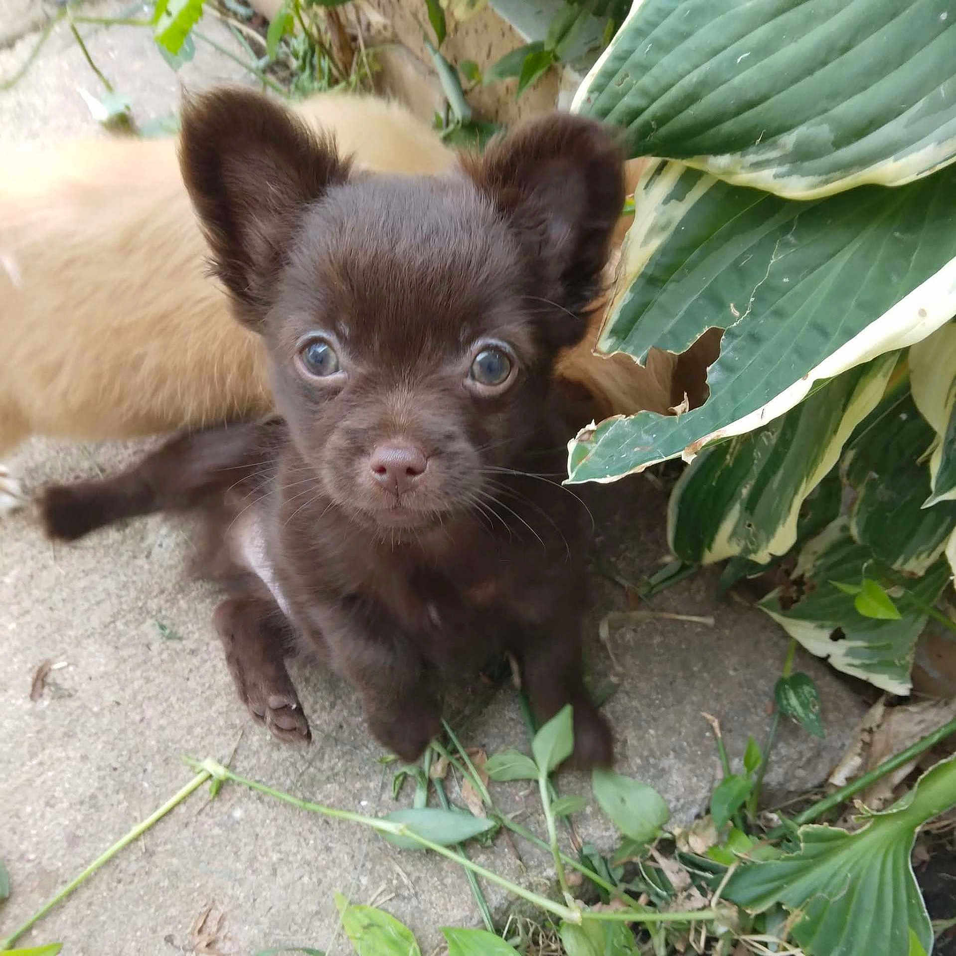 Brutis is registered to the contest to win money with this photo: adorable, animal, background, brown_dog, closeup, concrete, curious, cute, dog, eyes, fur, greenery, leaves, nature, outdoor, pet, plants, puppy, small_dog, young_animal