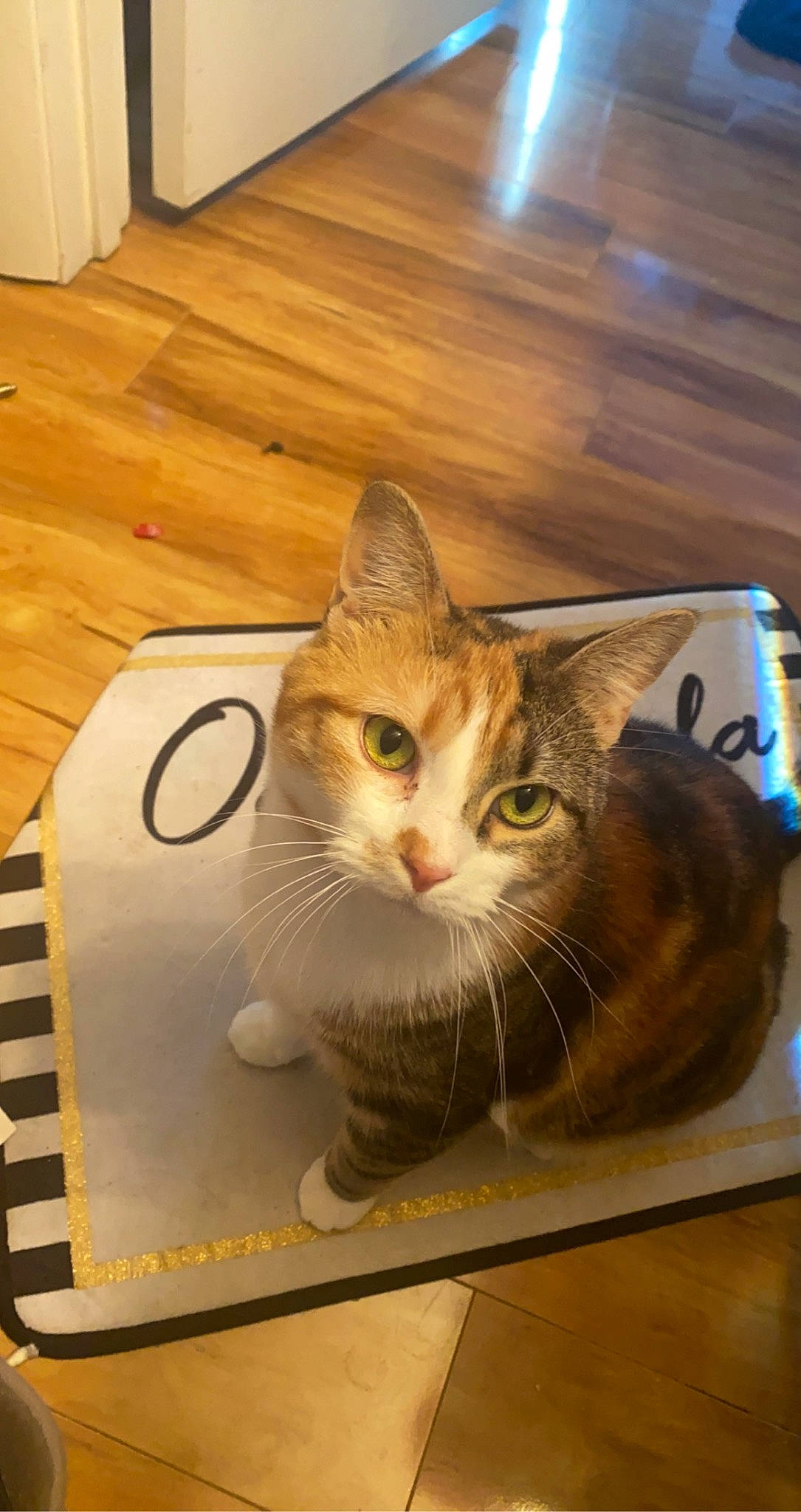 Josie is registered to the contest to win money with this photo: box, carnivore, cat, domestic_short_haired_cat, felidae, floor, flooring, fur, hardwood, laminate_flooring, pet_supply, plank, small_to_medium_sized_cats, snout, varnish, whiskers, window, wood, wood_flooring, wood_stain