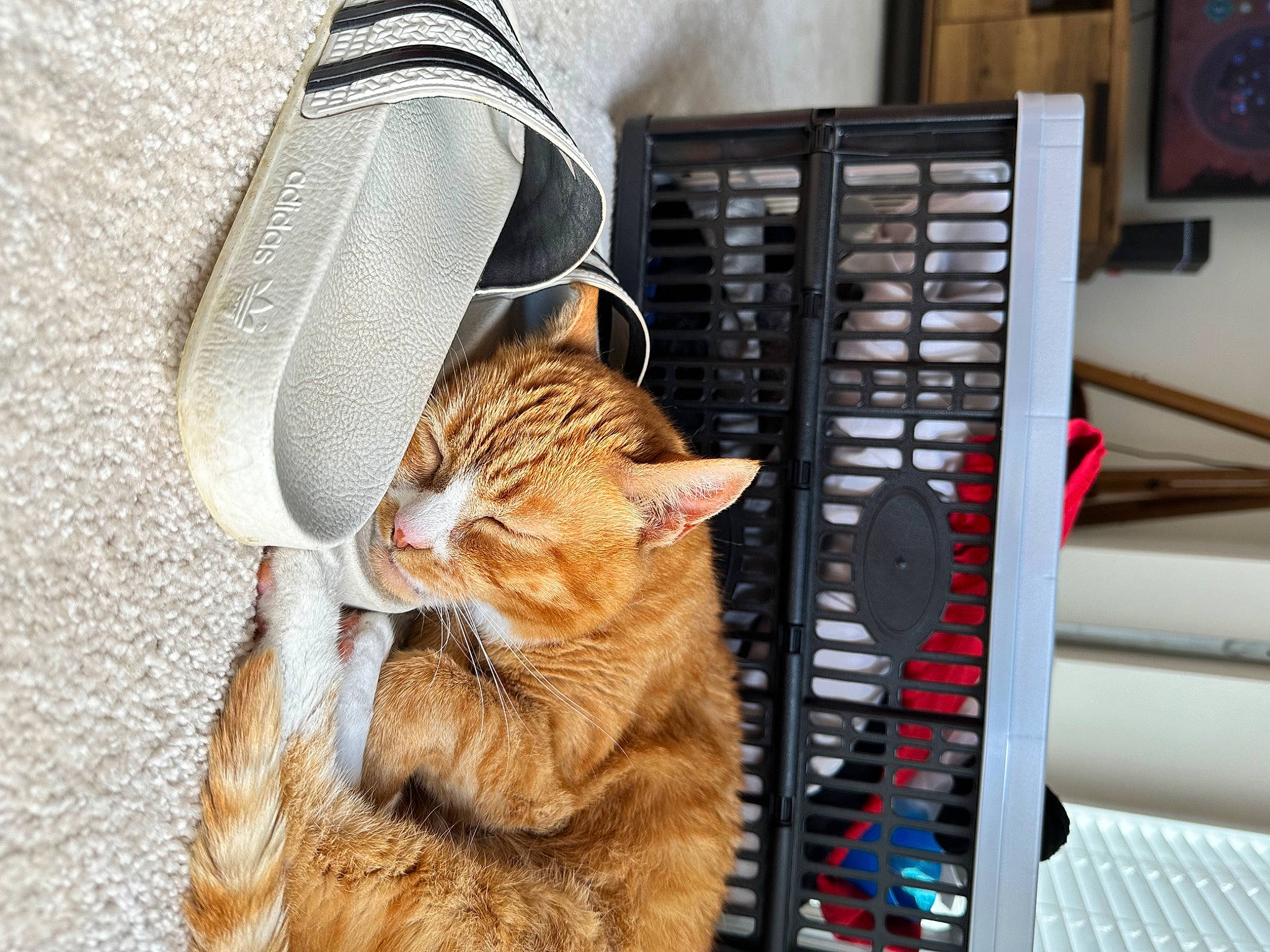 Lola is registered to the contest to win money with this photo: bag, carnivore, cat, claw, comfort, domestic_short_haired_cat, fashion_accessory, fawn, felidae, fur, linens, mammal, paw, pet_supply, sitting, small_to_medium_sized_cats, tail, textile, vertebrate, whiskers