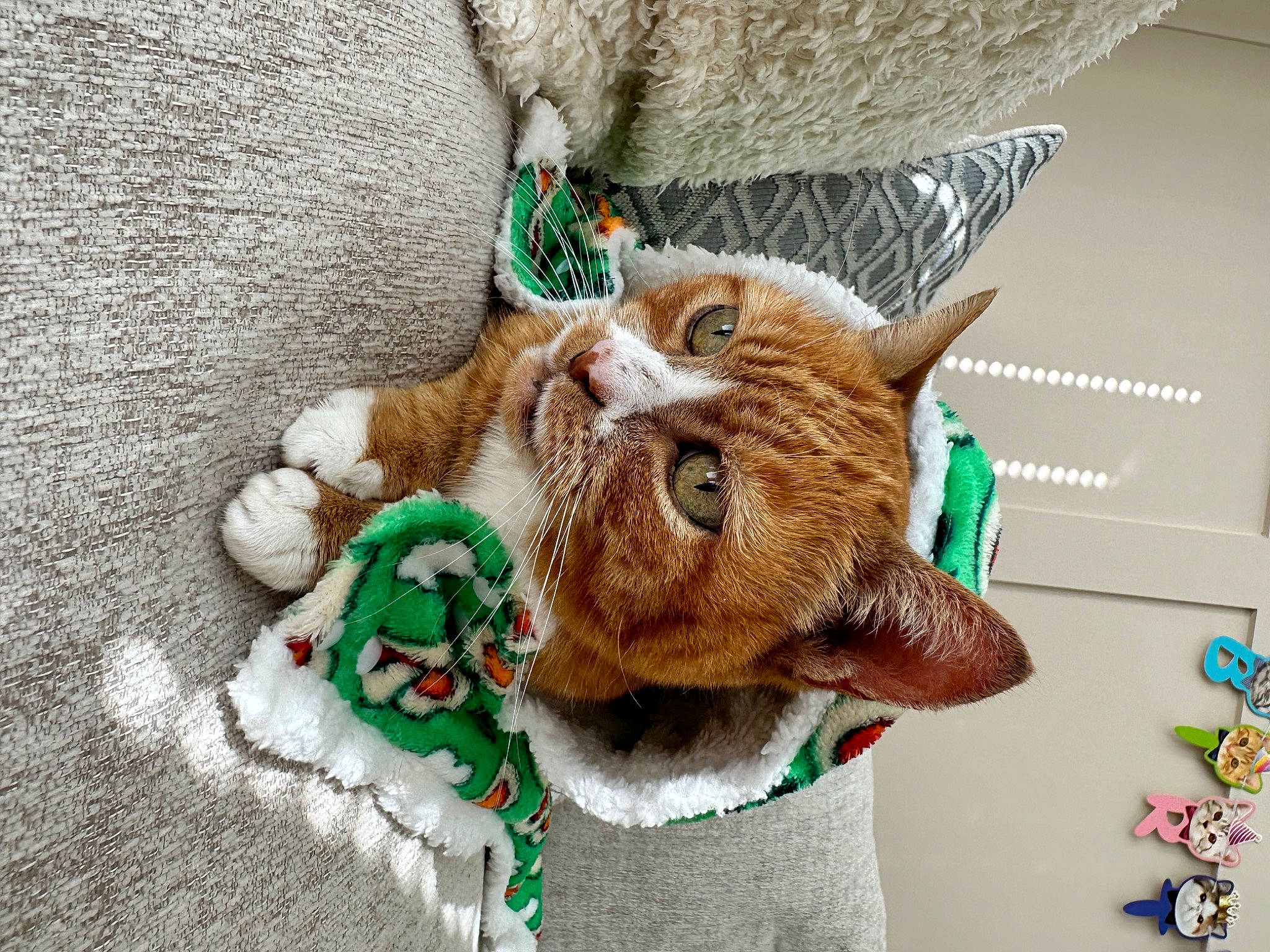 Lola joined the competition — help win amazing prizes! carnivore, cat, christmas_ornament, fawn, felidae, fur, fur_clothing, grass, hat, linens, ornament, plush, small_to_medium_sized_cats, snout, stuffed_toy, tail, textile, toy, whiskers, wood