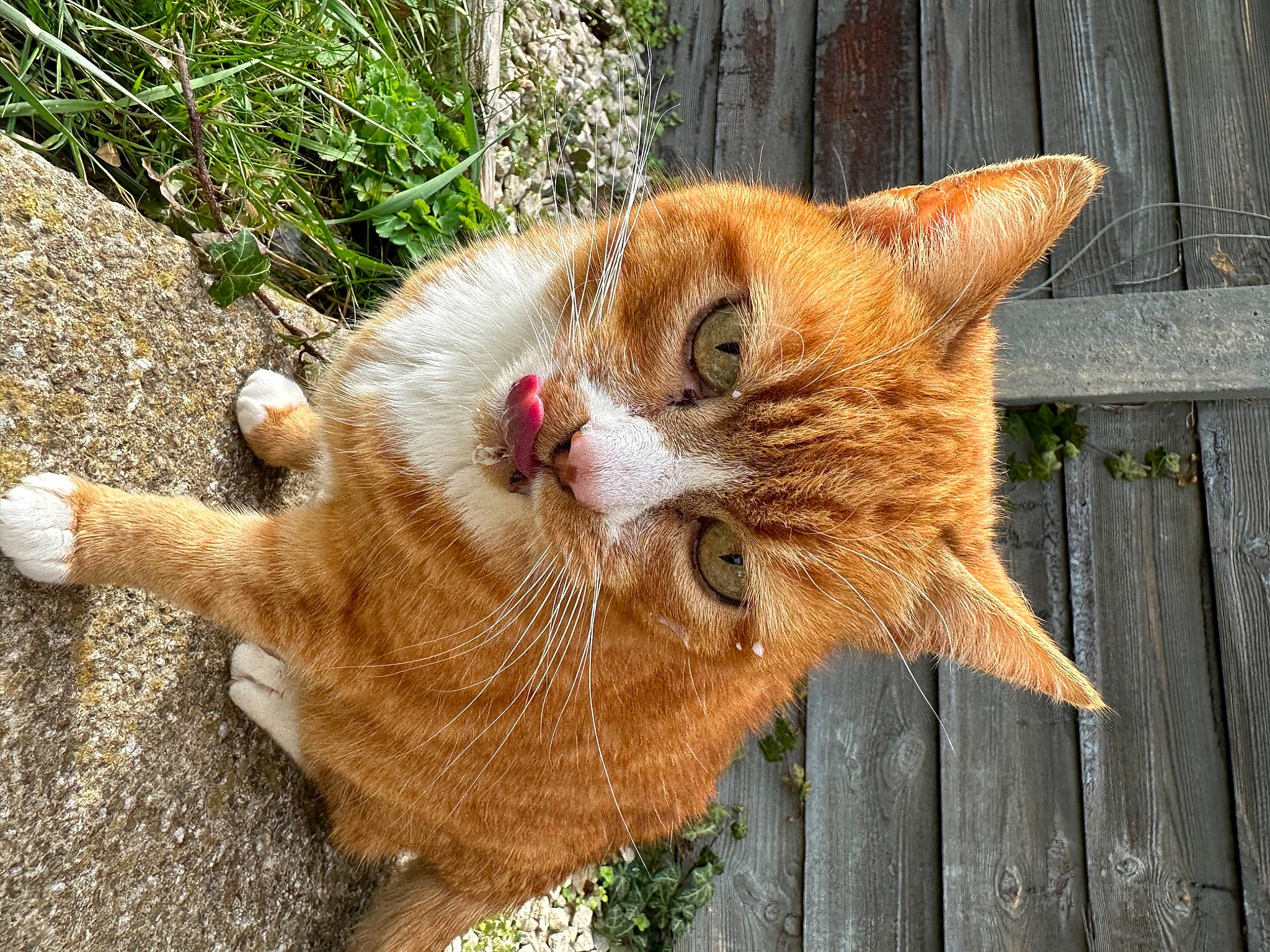 Lola is registered to the contest to win money with this photo: carnivore, cat, claw, domestic_short_haired_cat, fawn, felidae, fur, grass, paw, plant, small_to_medium_sized_cats, snout, tail, terrestrial_animal, tree, trunk, whiskers, wildlife, window, wood