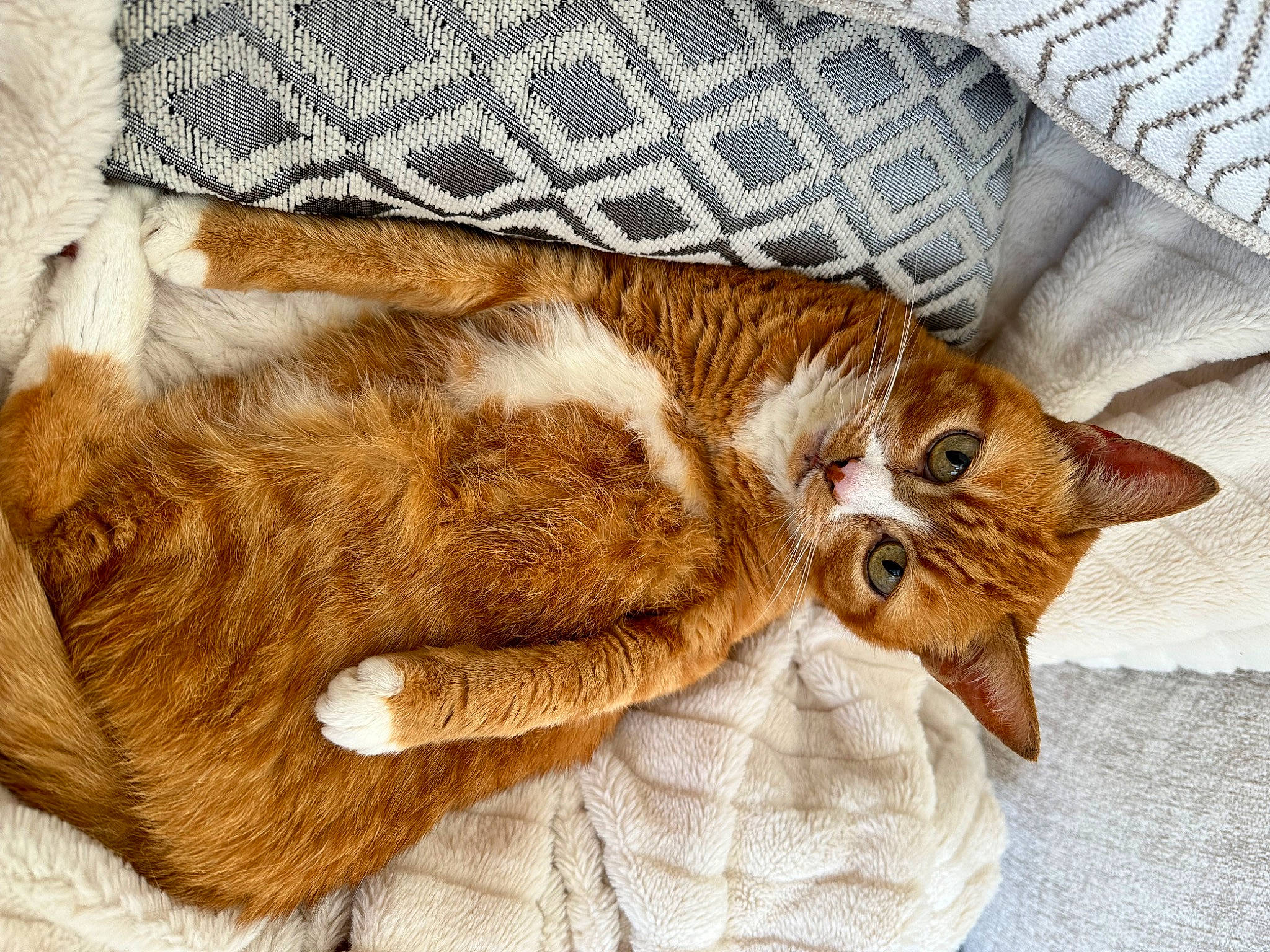 Lola is registered to the contest to win money with this photo: carnivore, cat, claw, comfort, domestic_short_haired_cat, ear, fawn, felidae, fur, gesture, linens, mammal, pattern, paw, small_to_medium_sized_cats, snout, tail, vertebrate, whiskers, wood