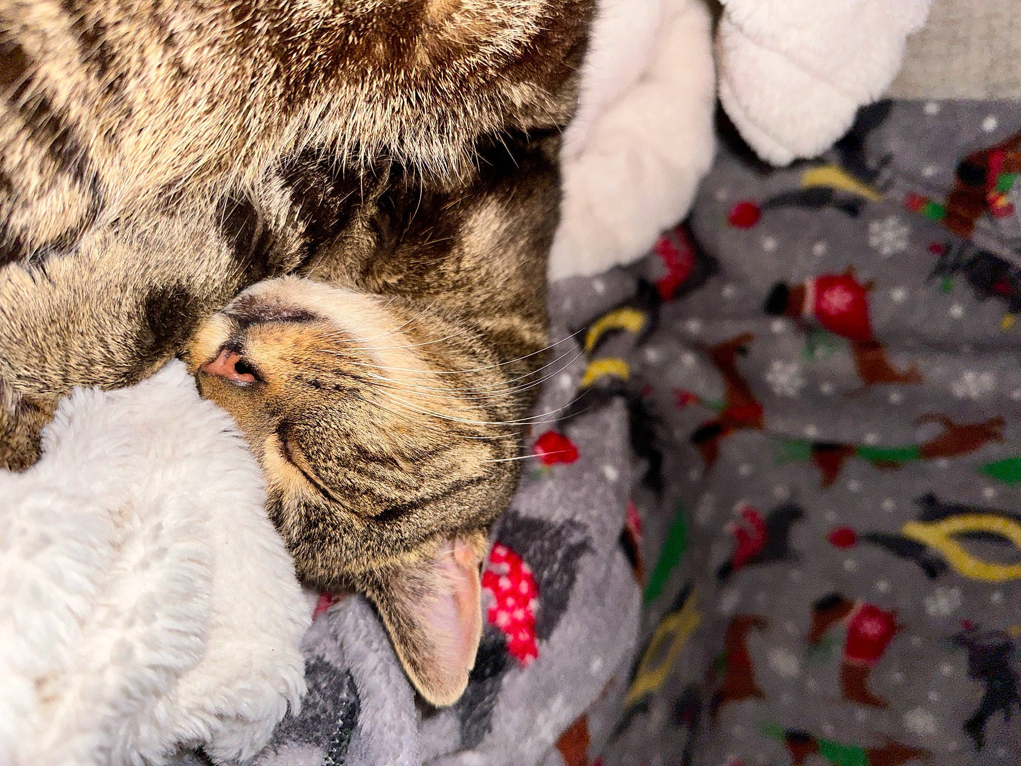 Rooney joined the competition — help win amazing prizes! canidae, carnivore, cat, claw, comfort, dog_breed, domestic_short_haired_cat, fawn, felidae, fur, grey, pattern, paw, small_to_medium_sized_cats, sporting_group, tail, terrestrial_animal, whiskers, wildlife, winter